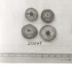 Click for 1 image(s) for this accession. FRUIT